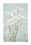 Πόστερ GYPSOPHILA