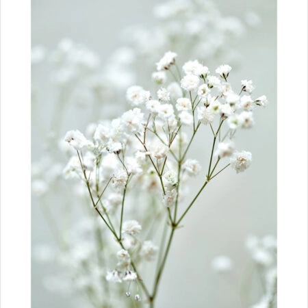 Πόστερ GYPSOPHILA - Botanical - Λουλούδια Sticky 2