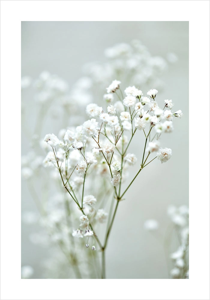 Πόστερ GYPSOPHILA