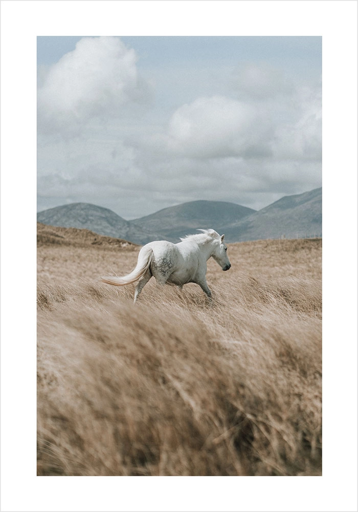 Πόστερ HORSE ON FIELD