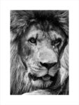 Πόστερ LION CLOSE UP BW
