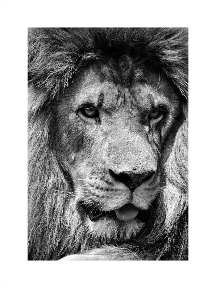 Πόστερ LION CLOSE UP BW