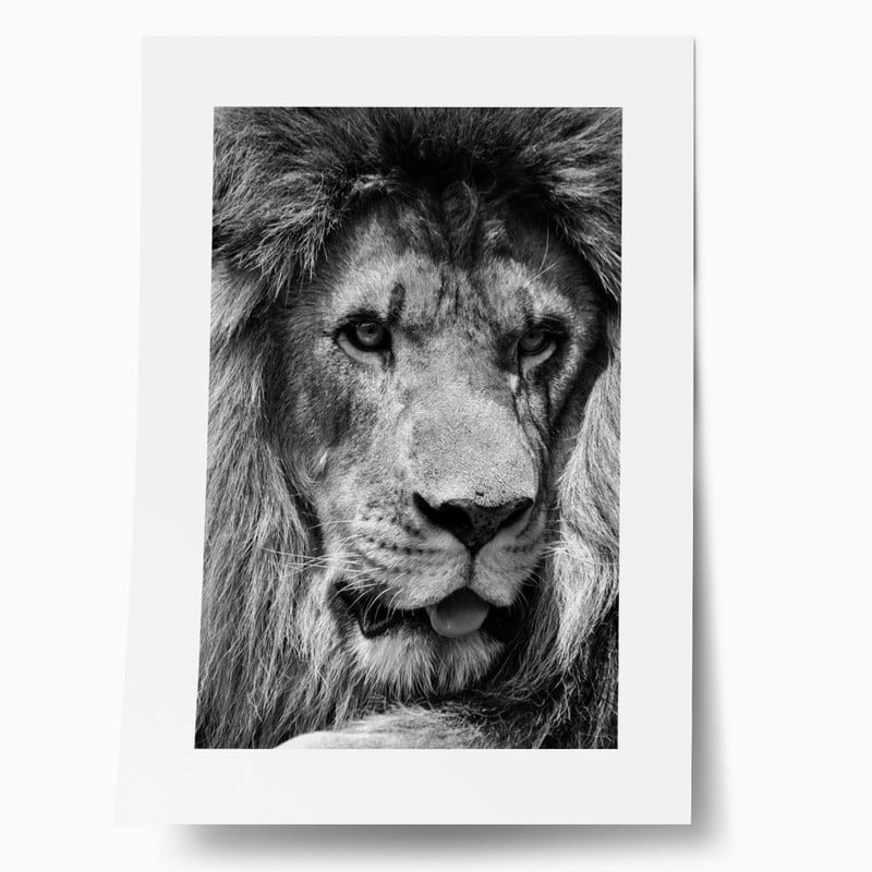Πόστερ LION CLOSE UP BW