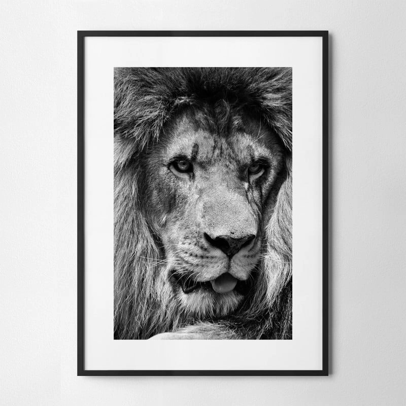 Πόστερ LION CLOSE UP BW