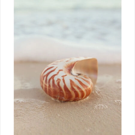 Πόστερ SEA SHELL ON SAND - Ζωα Sticky 2