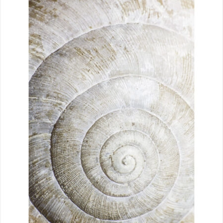 Πόστερ SHELL MACRO - Ζωα Sticky 2