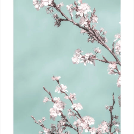 Πόστερ SPRING BLOSSOM CHERRY TREE - Botanical - Λουλούδια Sticky 2