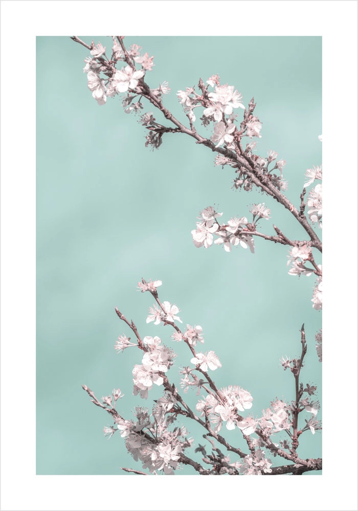 Πόστερ SPRING BLOSSOM CHERRY TREE