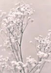 Πόστερ SPRING WHITE FLOWERS