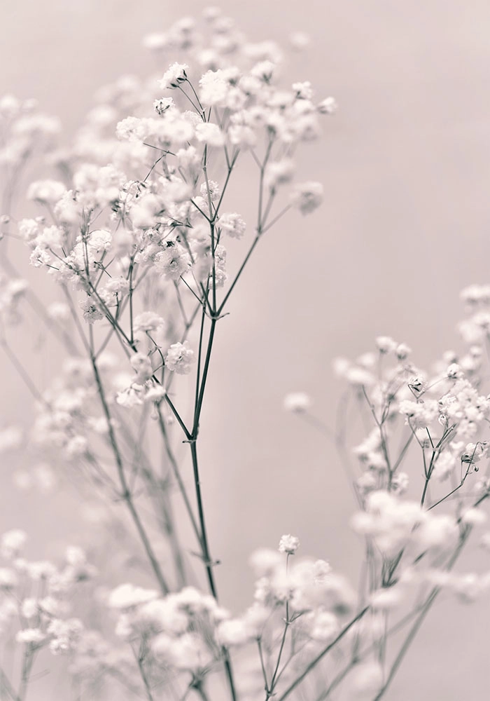 Πόστερ SPRING WHITE FLOWERS