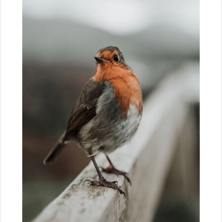 Πόστερ TAME ROBIN - Ζωα Sticky 2