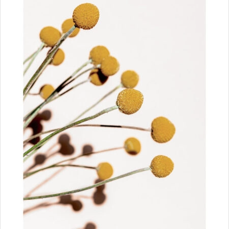 Πόστερ YELLOW DRY FLOWERS - Botanical - Λουλούδια Sticky 2