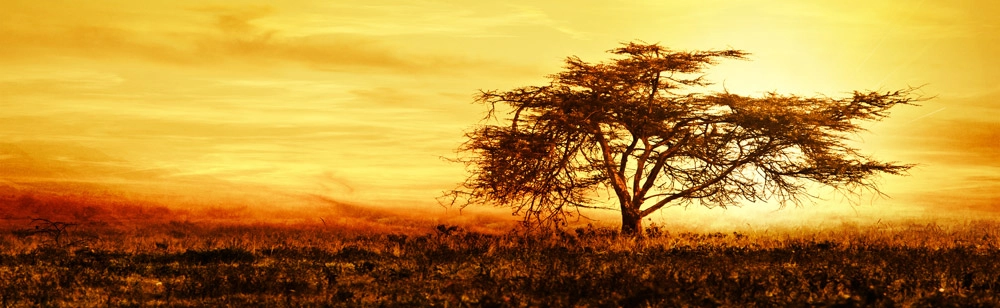 Πίνακας Πανοραμικός AFRICAN TREE