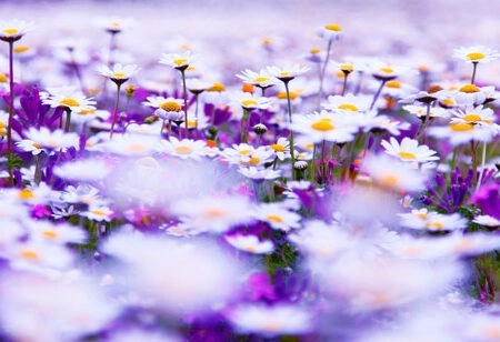 Πίνακας Πανοραμικός CHAMOMILE - Floral - Λουλουδια Sticky 5