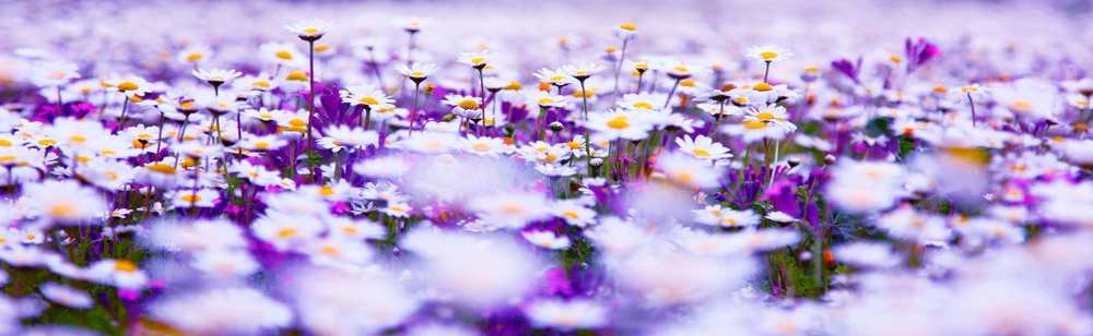 Πίνακας Πανοραμικός CHAMOMILE
