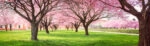 Πίνακας Πανοραμικός σε καμβά CHERRY BLOSSOM TREES ALLEY IN GARDEN