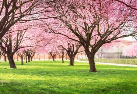 Πίνακας Πανοραμικός σε καμβά CHERRY BLOSSOM TREES ALLEY IN GARDEN - Ανθη Δεντρων Sticky 5