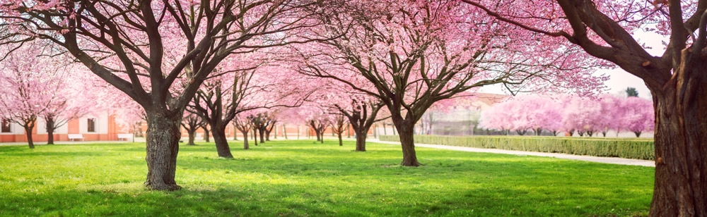 Πίνακας Πανοραμικός σε καμβά CHERRY BLOSSOM TREES ALLEY IN GARDEN