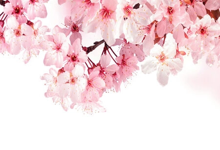 Πίνακας Πανοραμικός σε καμβά DREAMY CHERRY BLOSSOMS - Ανθη Δεντρων Sticky 5