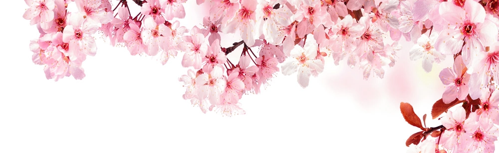 Πίνακας Πανοραμικός σε καμβά DREAMY CHERRY BLOSSOMS