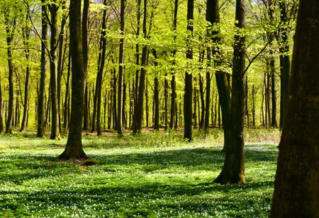 Πίνακας σε καμβά Πανοραμικός FOREST - Δασος Sticky 5