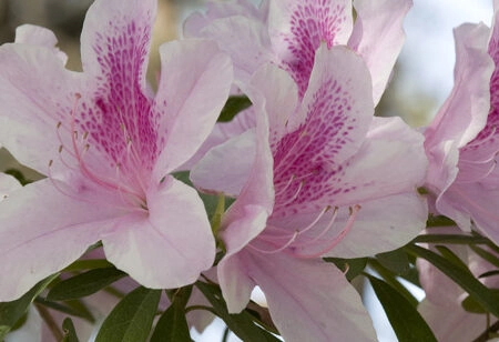 Πίνακας Πανοραμικός σε καμβά GROUP OF PINK AZALEAS - Floral - Λουλουδια Sticky 5