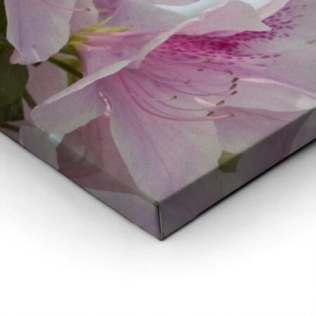 Πίνακας Πανοραμικός σε καμβά GROUP OF PINK AZALEAS - Floral - Λουλουδια Sticky 2