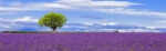 Πίνακας Πανοραμικός LAVENDER FIELD
