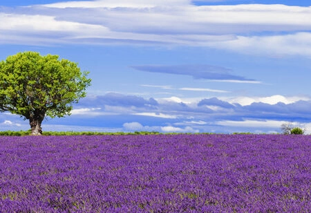 Πίνακας Πανοραμικός LAVENDER FIELD - Λεβαντα Sticky 4
