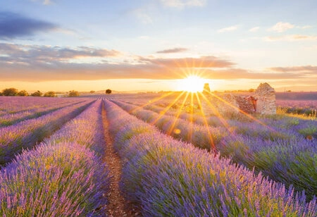 Πίνακας Πανοραμικός σε καμβά LAVENDER FIELD IN VALENSOLE - Λεβαντα Sticky 5