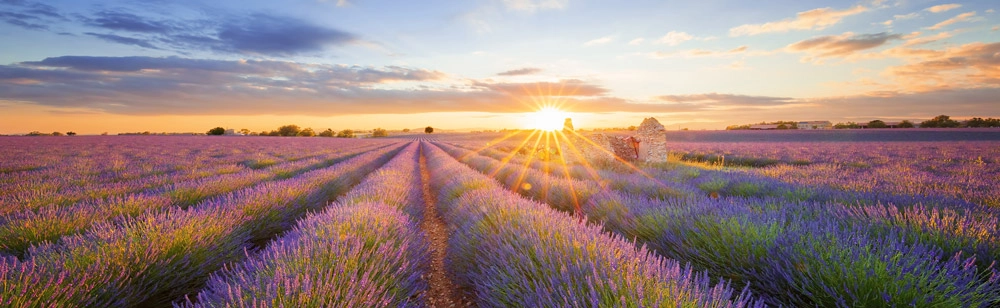 Πίνακας Πανοραμικός σε καμβά LAVENDER FIELD IN VALENSOLE