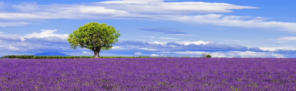Πίνακας Πανοραμικός LAVENDER FIELD