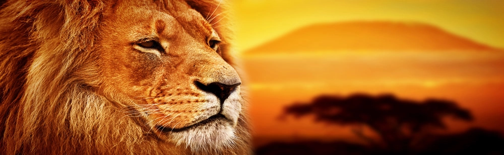 Πίνακας Πανοραμικός LION