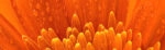 Πίνακας Πανοραμικός ORANGE DAISY