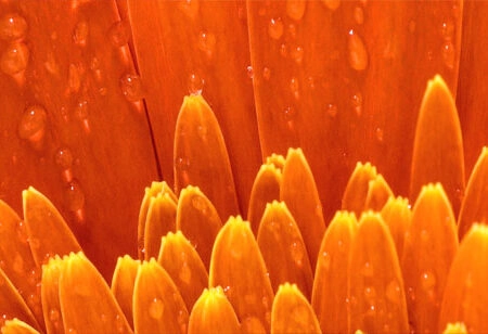 Πίνακας Πανοραμικός ORANGE DAISY - Μαργαριτες Sticky 5
