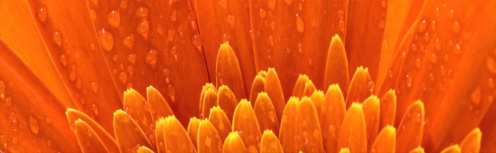 Πίνακας Πανοραμικός ORANGE DAISY