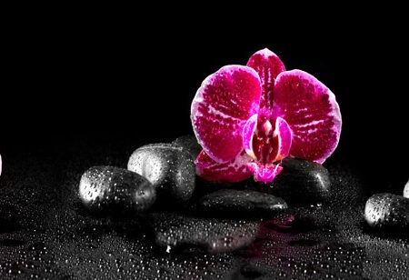 Πίνακας Πανοραμικός PINK ORCHIDS - Ορχιδεες Sticky 5