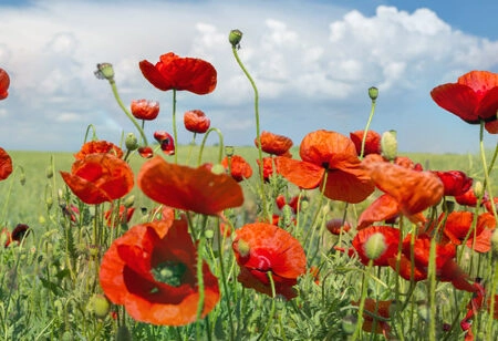 Πίνακας Πανοραμικός σε καμβά POPPIES AND CLOUDS - Παπαρουνες Sticky 5