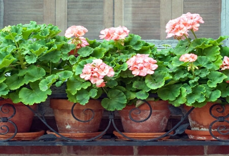 Πίνακας Πανοραμικός POTS - Floral - Λουλουδια Sticky 5