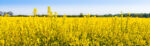 Πίνακας Πανοραμικός σε καμβά RAPESEED FLOWERS IN SPRINGTIME