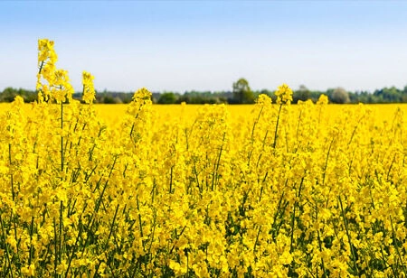 Πίνακας Πανοραμικός σε καμβά RAPESEED FLOWERS IN SPRINGTIME - Υπαιθρος Sticky 5