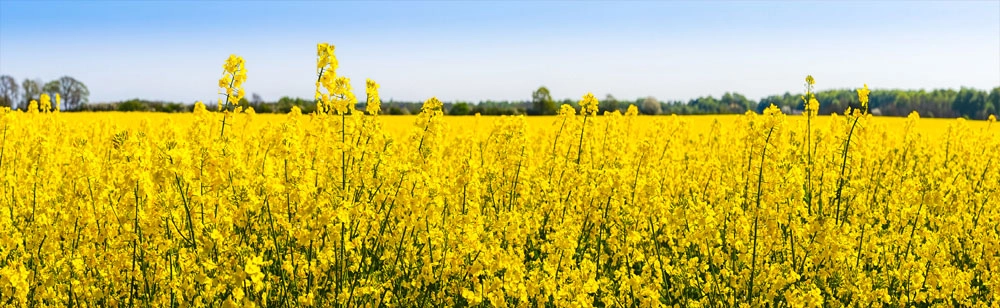 Πίνακας Πανοραμικός σε καμβά RAPESEED FLOWERS IN SPRINGTIME