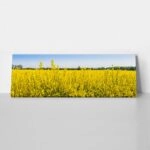Πίνακας Πανοραμικός σε καμβά RAPESEED FLOWERS IN SPRINGTIME