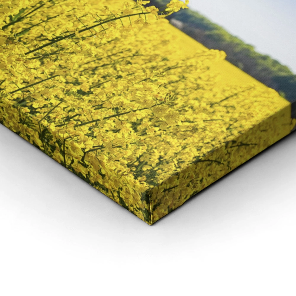 Πίνακας Πανοραμικός σε καμβά RAPESEED FLOWERS IN SPRINGTIME