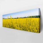 Πίνακας Πανοραμικός σε καμβά RAPESEED FLOWERS IN SPRINGTIME