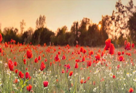 Πίνακας Πανοραμικός σε καμβά RED POPPY FIELD - Παπαρουνες Sticky 5