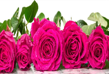 Πίνακας Πανοραμικός σε καμβά ROSES WITH DEW DROPS - Τριανταφυλλα Sticky 5