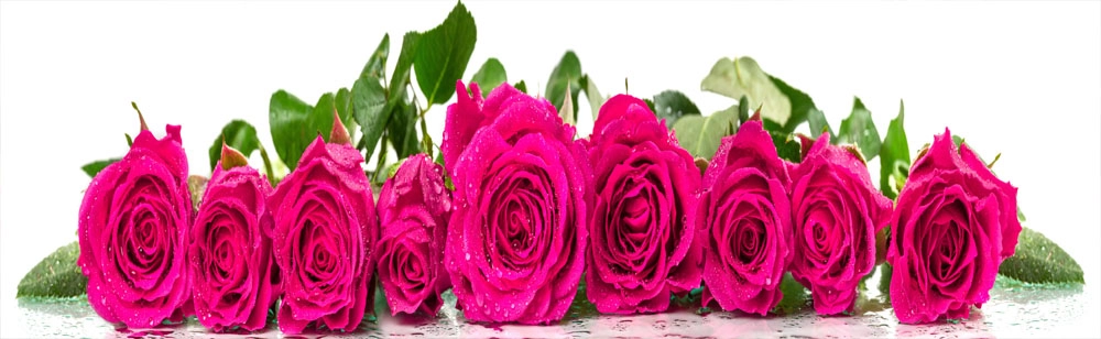 Πίνακας Πανοραμικός σε καμβά ROSES WITH DEW DROPS