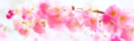 Πίνακας Πανοραμικός σε καμβά SAKURA BRANCH PINK CHERRY