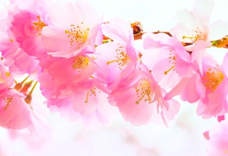 Πίνακας Πανοραμικός σε καμβά SAKURA BRANCH PINK CHERRY - Ανθη Δεντρων Sticky 5